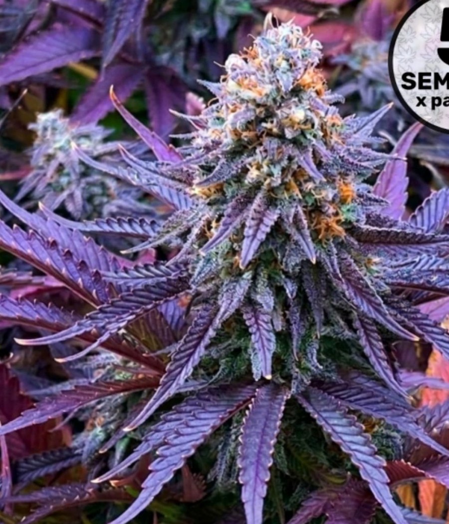 Blue Dream - semilla de cannabis fotoperiódica