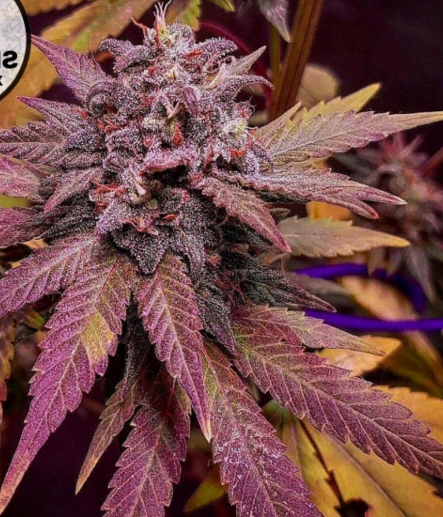 Cheese - semilla de cannabis fotoperiódica