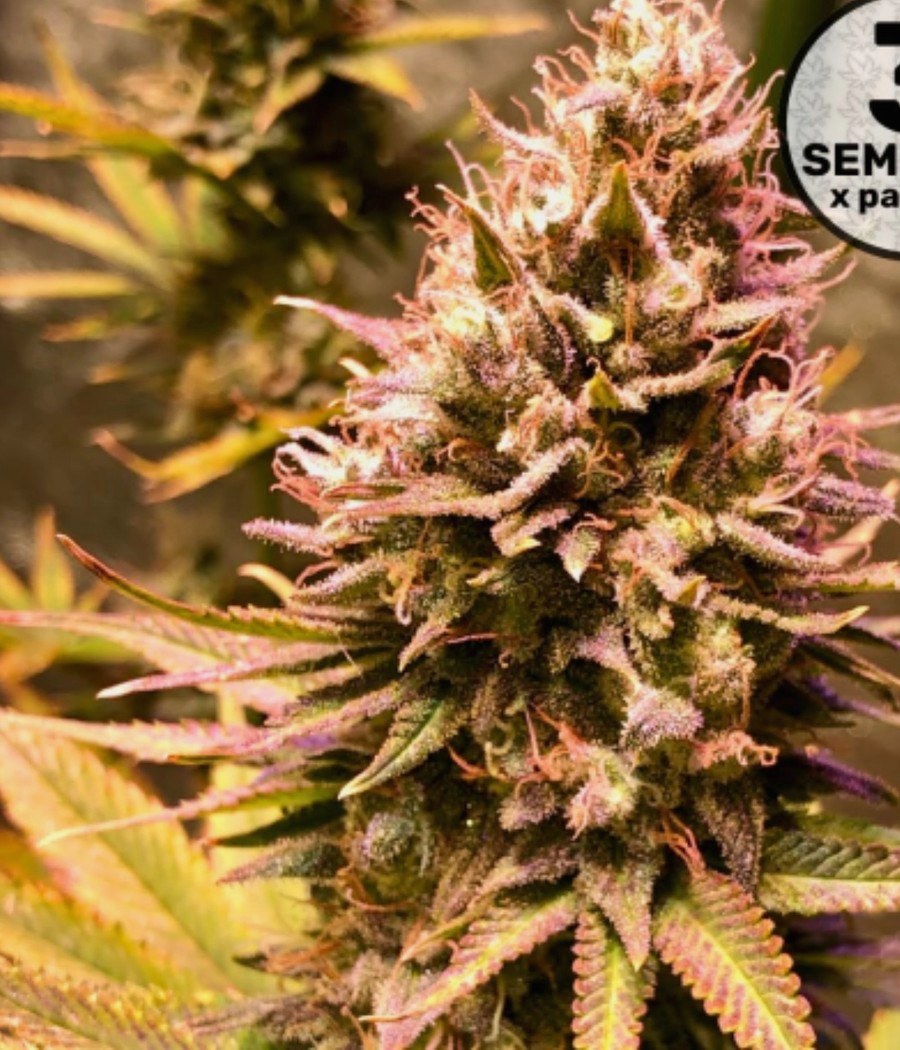 Critical+ - semilla de cannabis fotoperiódica