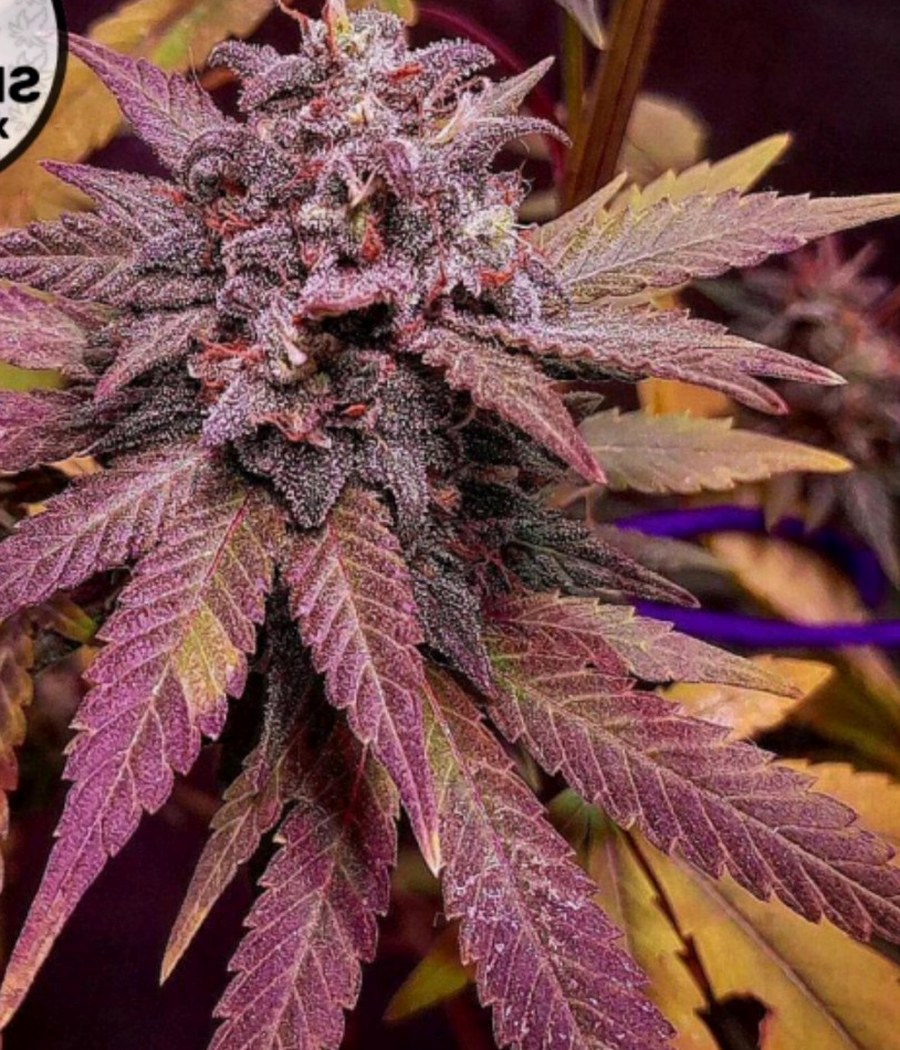 Gelato Auto - semilla de cannabis autofloreciente