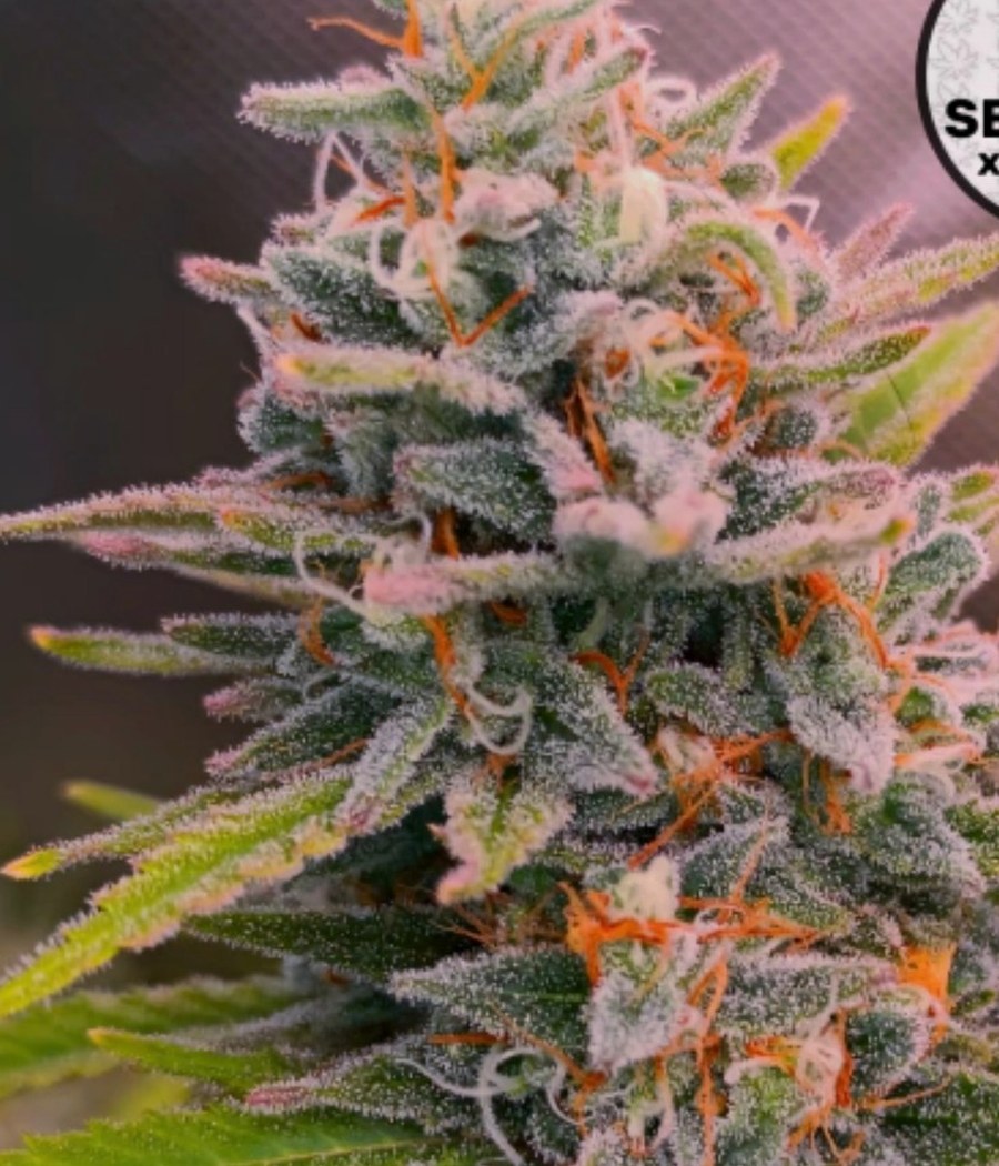 Gelato - semilla de cannabis fotoperiódica