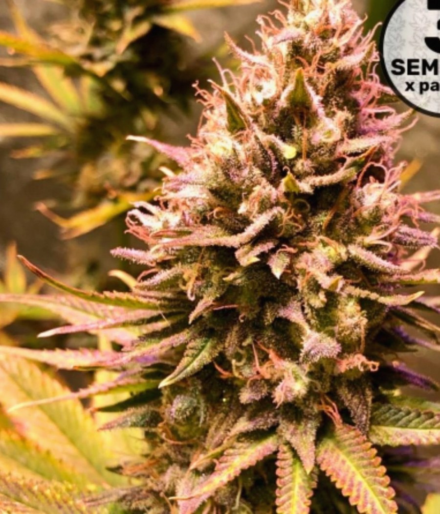 Gorilla Cookies Auto - semilla de cannabis autofloreciente