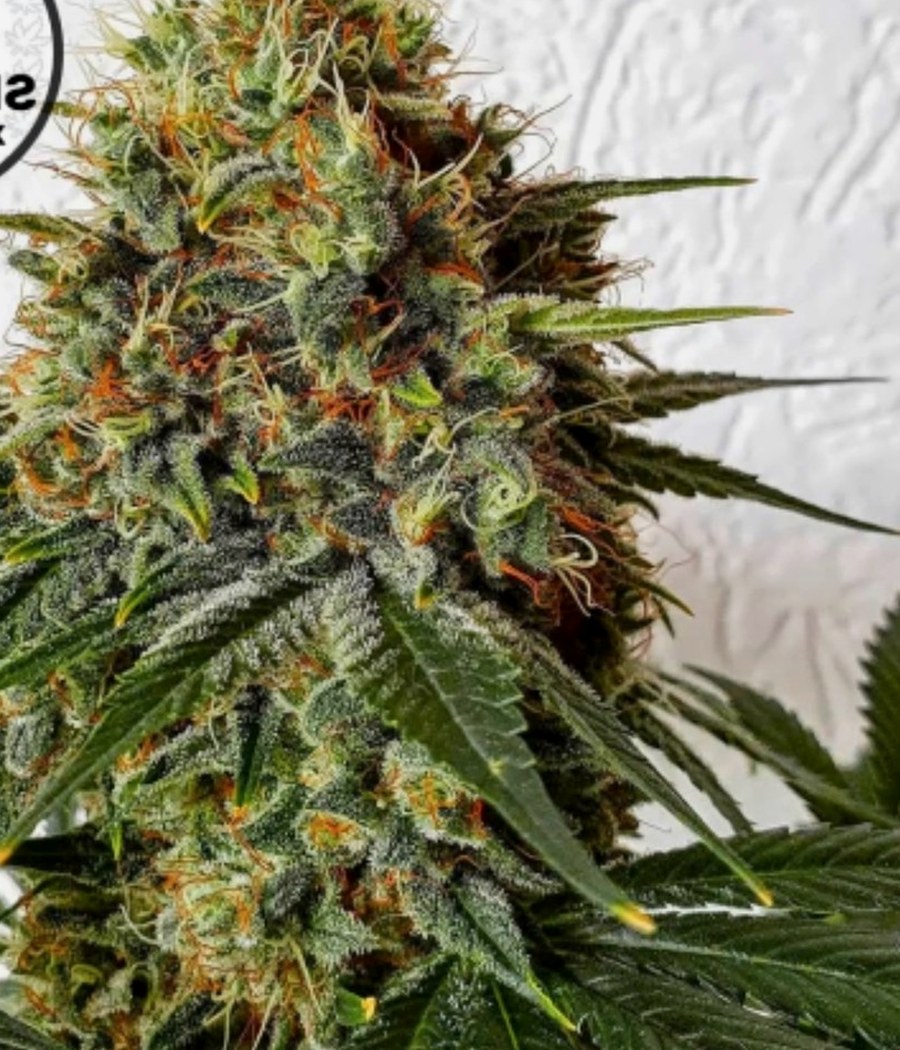 Northern Lights Auto - semilla de cannabis autofloreciente
