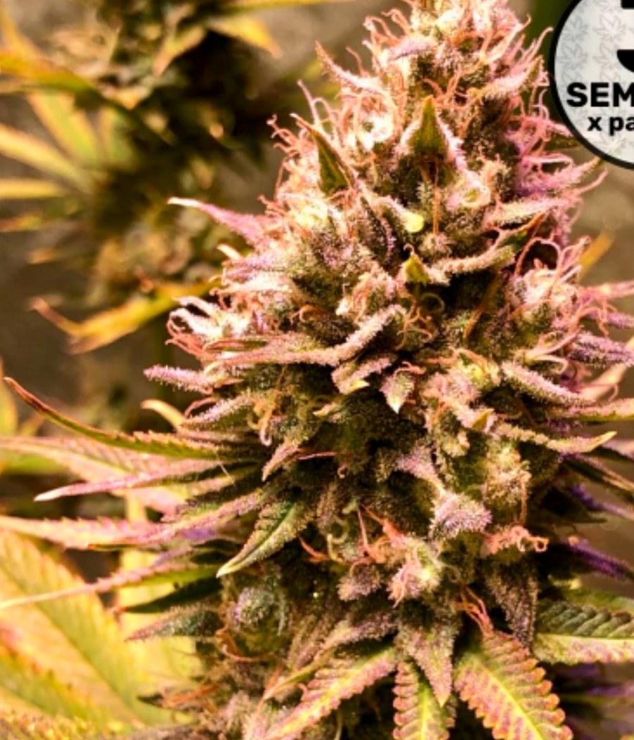 Northern Lights - semilla de cannabis fotoperiódica
