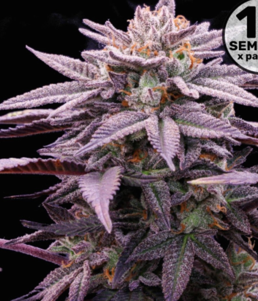 Sour Diesel - semilla de cannabis fotoperiódica