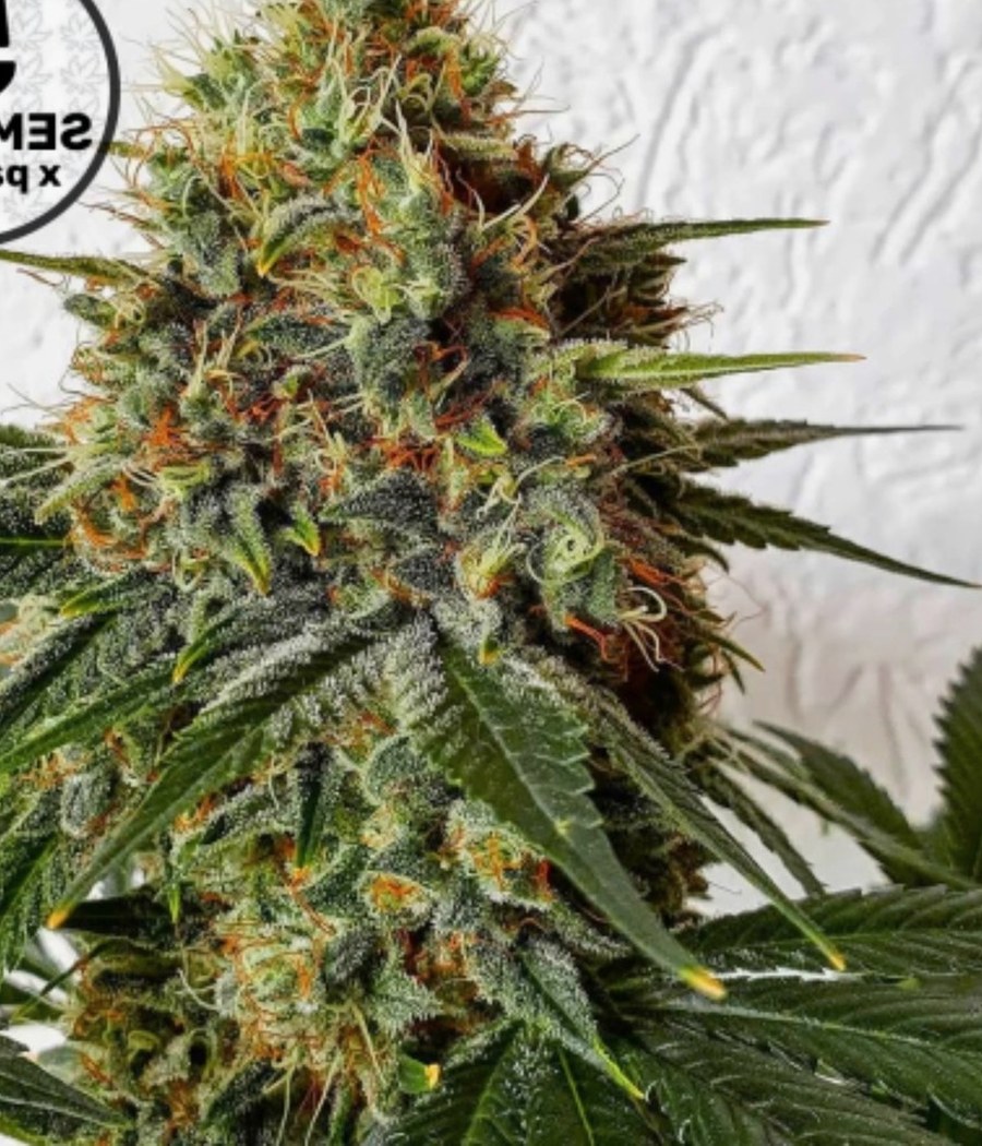Zkittlez Auto - semilla de cannabis autofloreciente